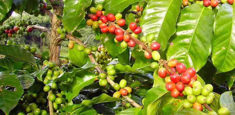Green Coffee Beans